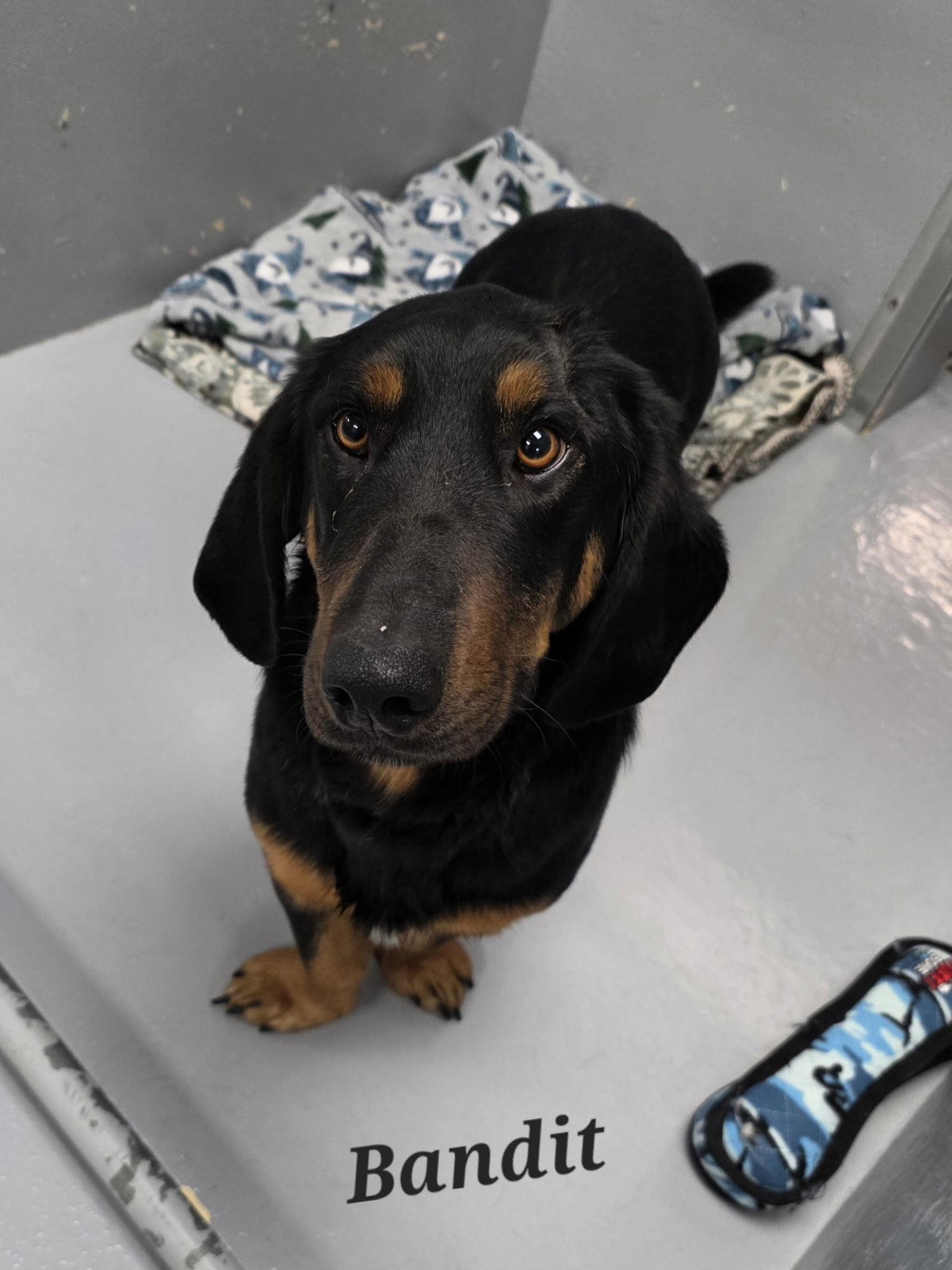 Enlarge Bandit, a Adopted Basset Hound in Brookville, OH image 1/1