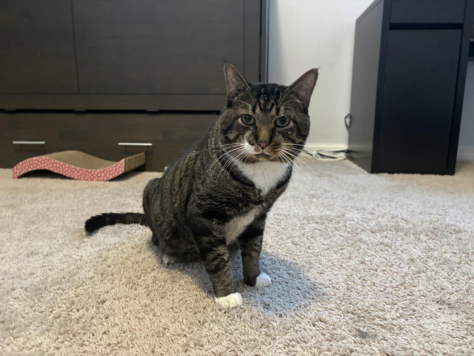 Twix, Adoptable, Adult Male Tabby.