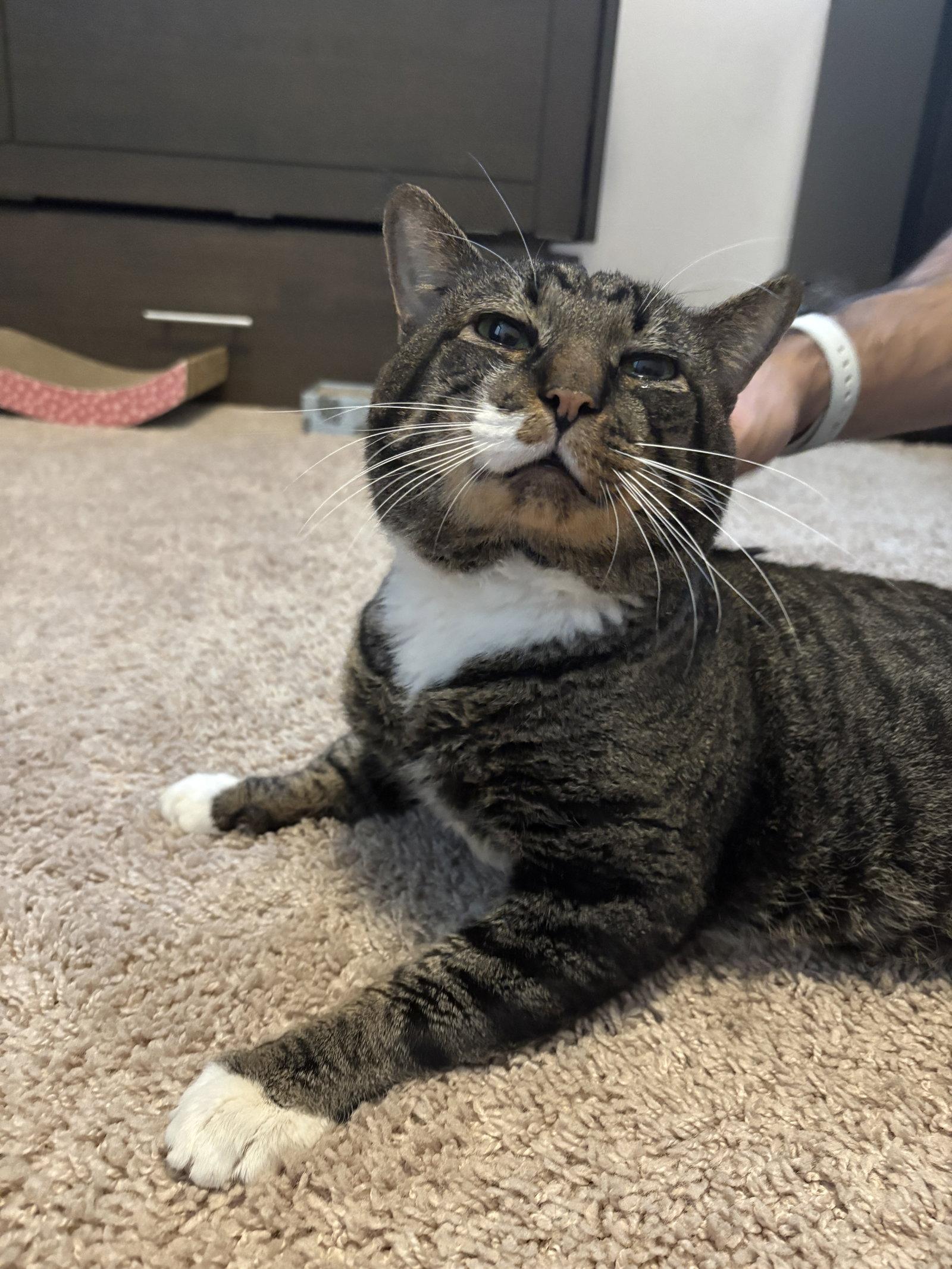 Twix, a Adoptable Tabby in Orlando, FL image 2/3