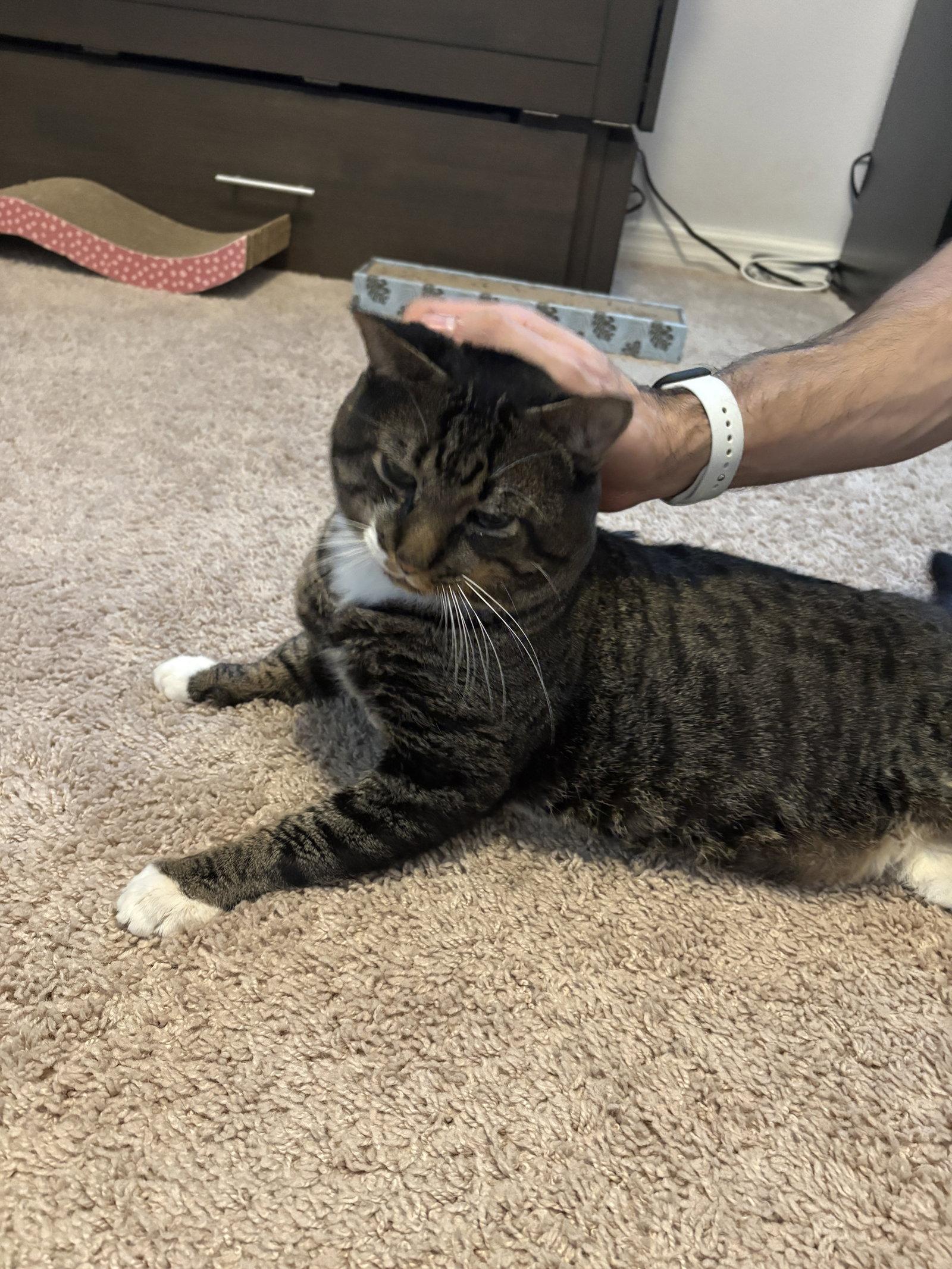 Twix, a Adoptable Tabby in Orlando, FL image 3/3