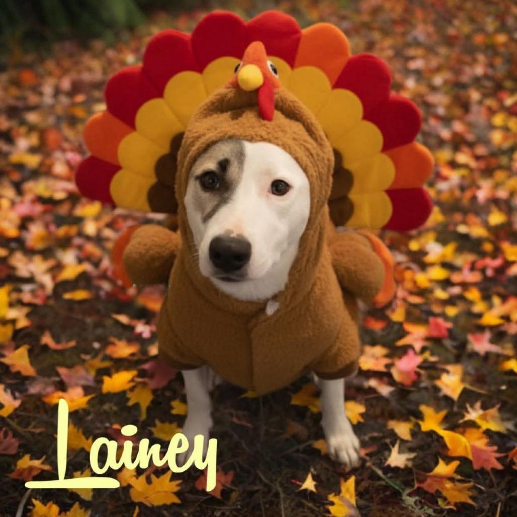 Enlarge Lainey, a Adoptable mixed breed in Phoenix, AZ image 2/6