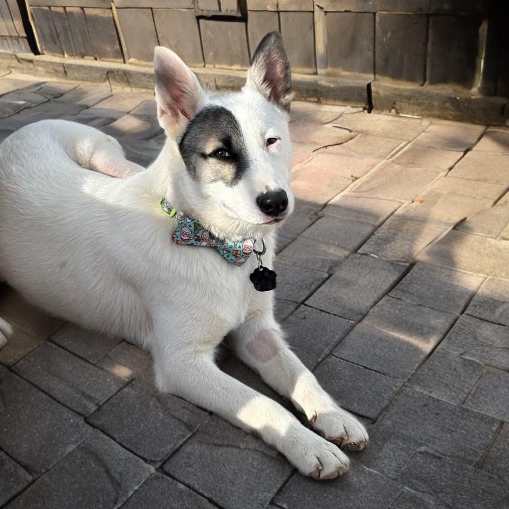 Enlarge Lainey, a Adoptable mixed breed in Phoenix, AZ image 3/6