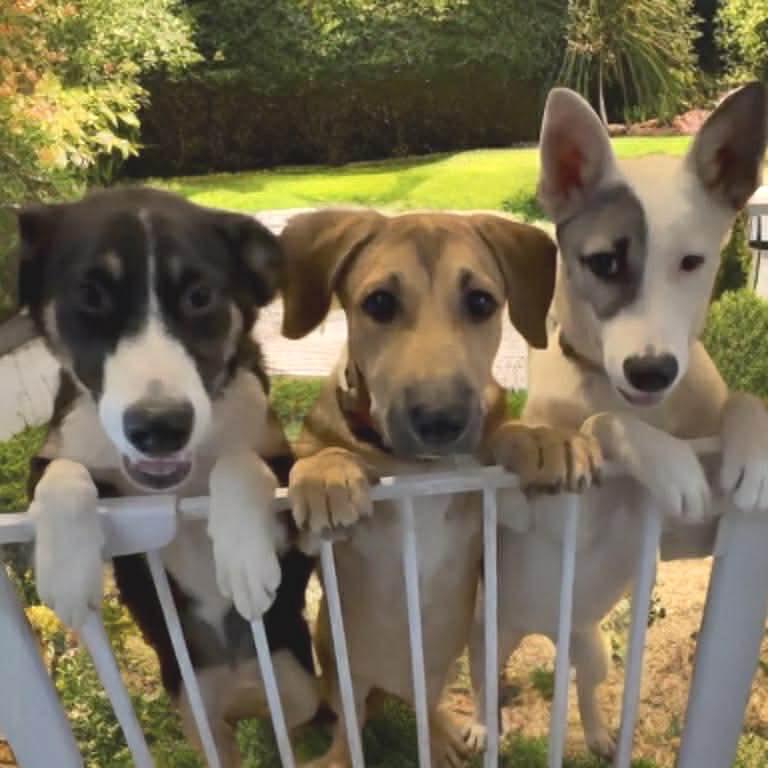 Enlarge Lainey, a Adoptable mixed breed in Phoenix, AZ image 4/6