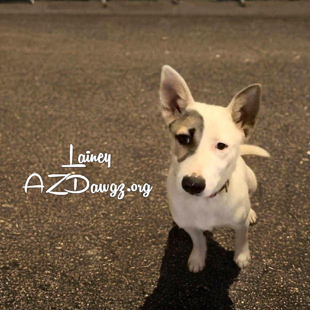 Enlarge Lainey, a Adoptable mixed breed in Phoenix, AZ image 6/6