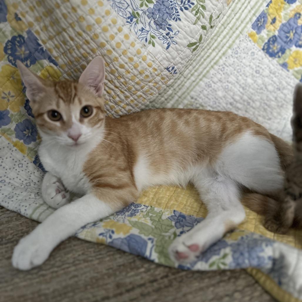 Mason, Adoptable, Young Male Domestic Short Hair.