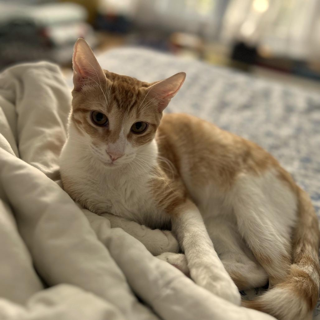 Mason, a Adoptable Domestic Short Hair in Houston, TX image 2/5