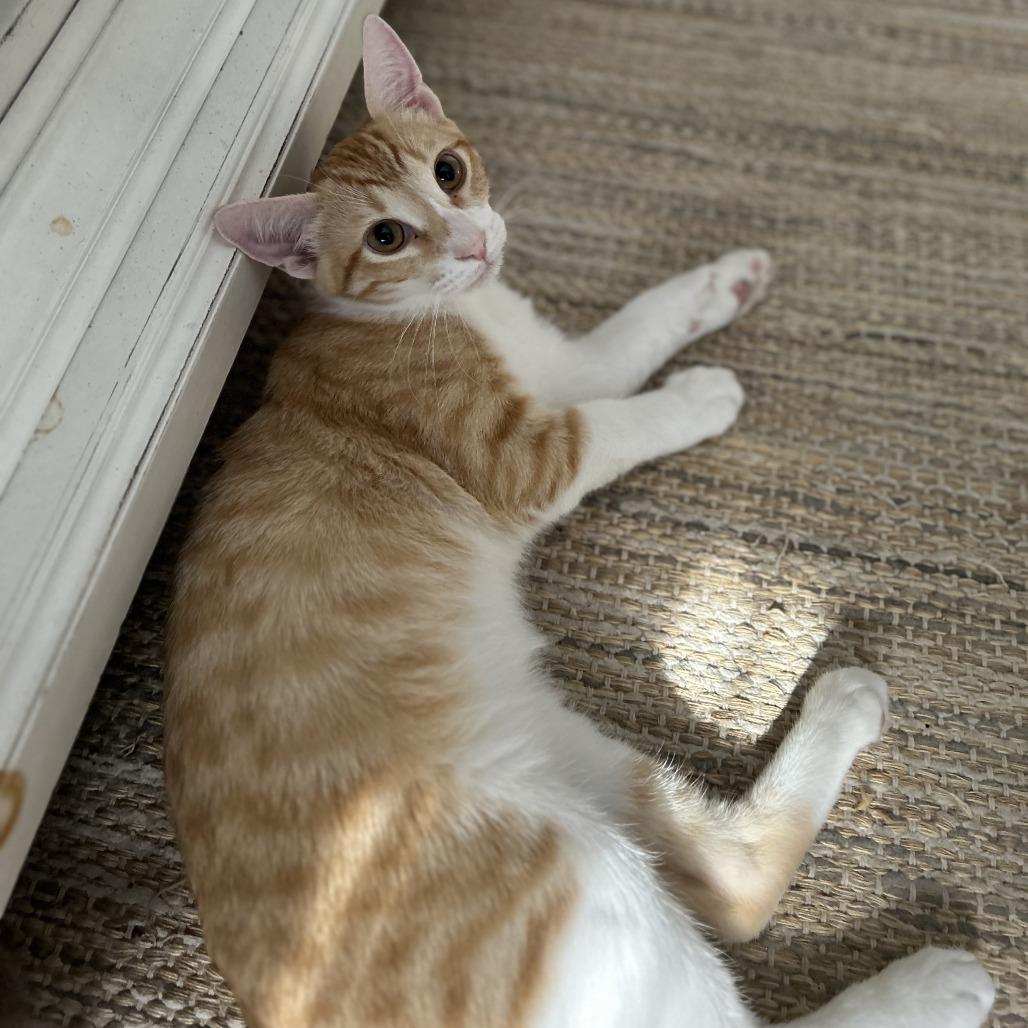 Mason, a Adoptable Domestic Short Hair in Houston, TX image 3/5