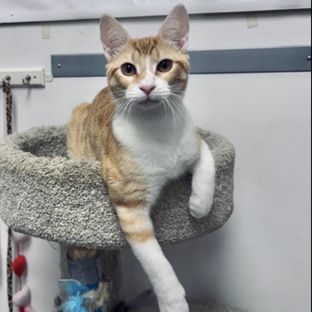 Mason, a Adoptable Domestic Short Hair in Houston, TX image 4/5