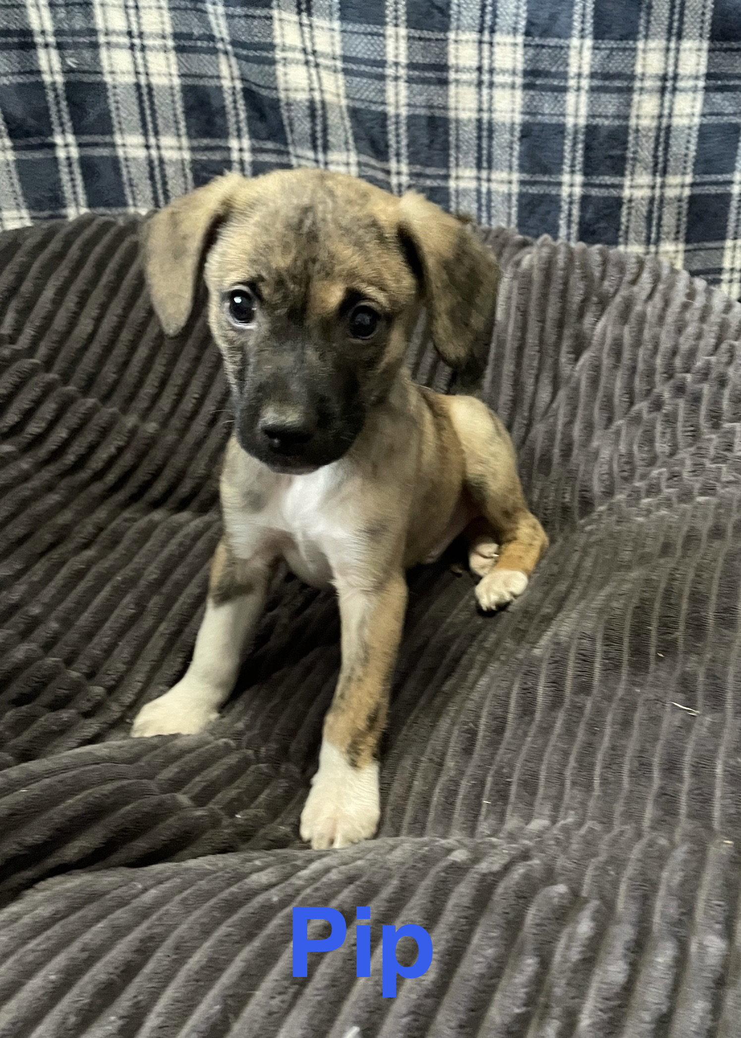 Pip, Adoptable, Puppy Male Terrier.
