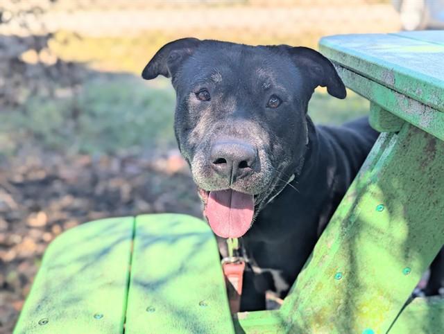 Enlarge JOYCE, a Adoptable mixed breed in Ocala, FL image 1/1