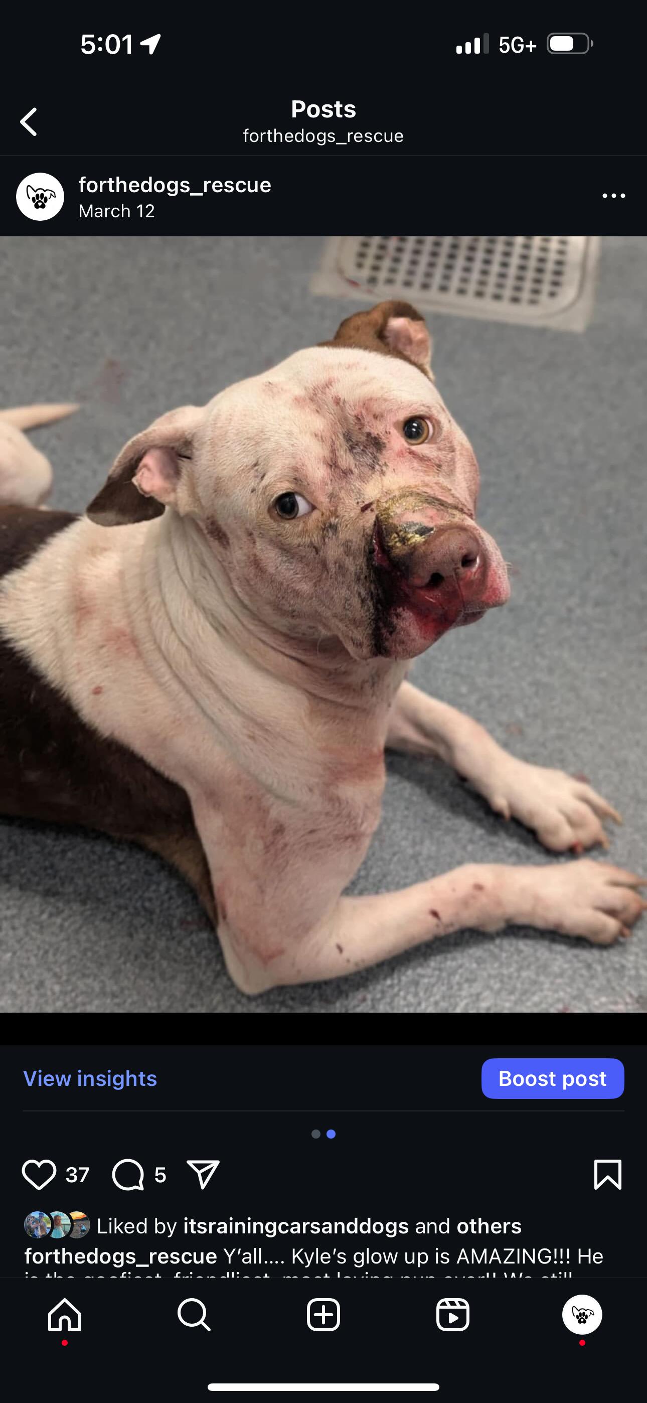 Enlarge Kyle, a Adoptable mixed breed in Carrollton, TX image 6/6