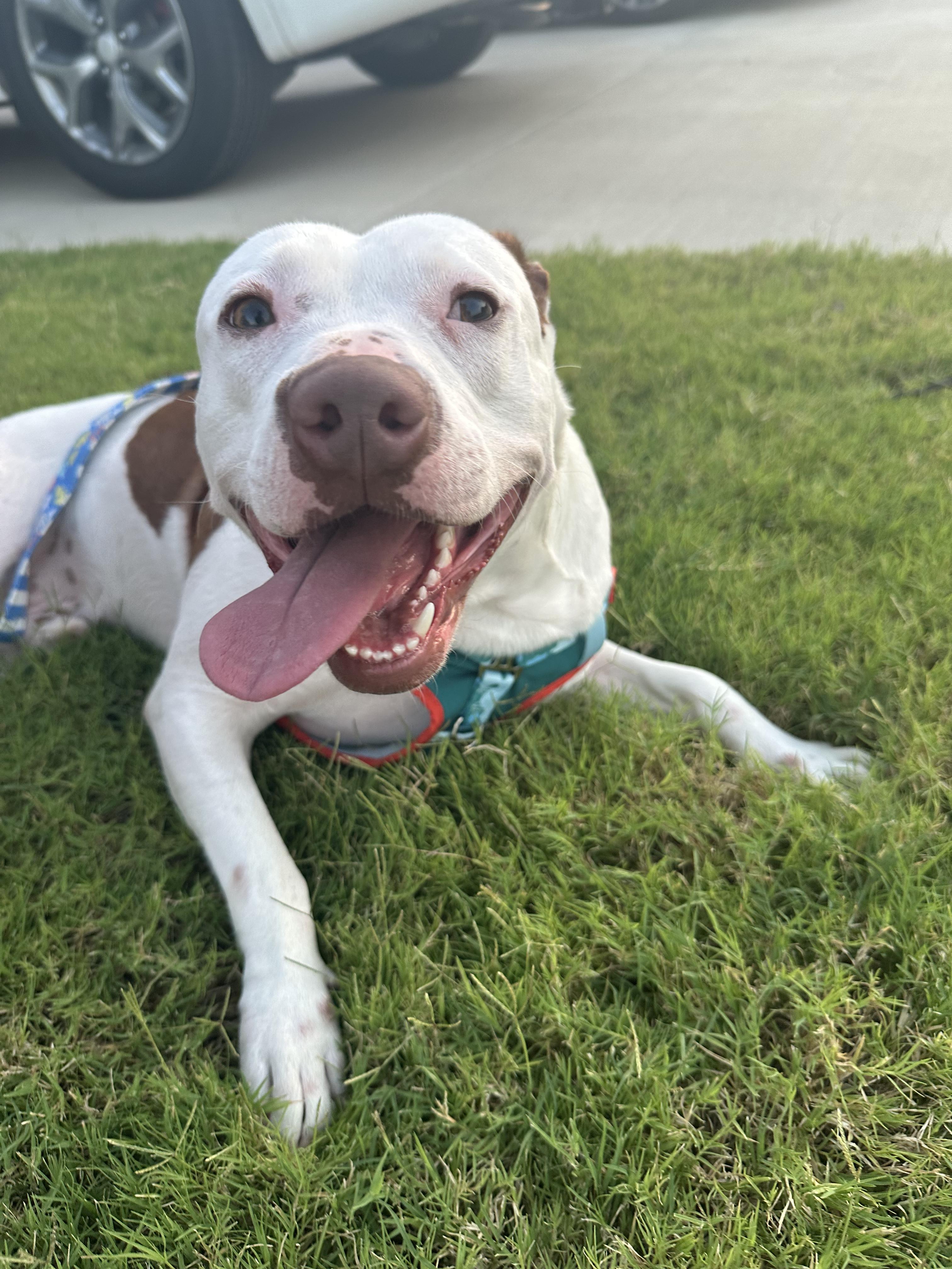 Kyle, Adoptable, Adult Male Pit Bull Terrier.