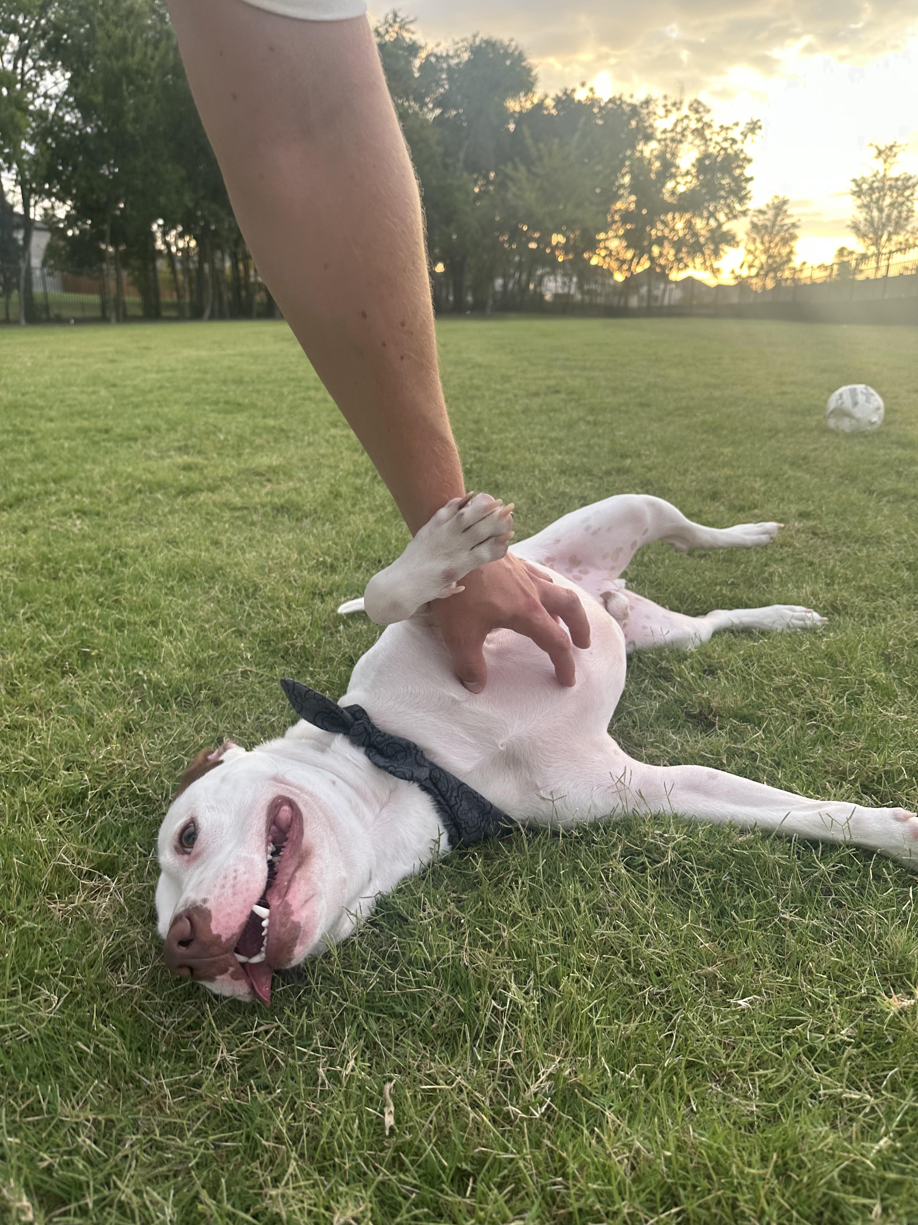 Enlarge Kyle, a Adoptable mixed breed in Carrollton, TX image 3/6