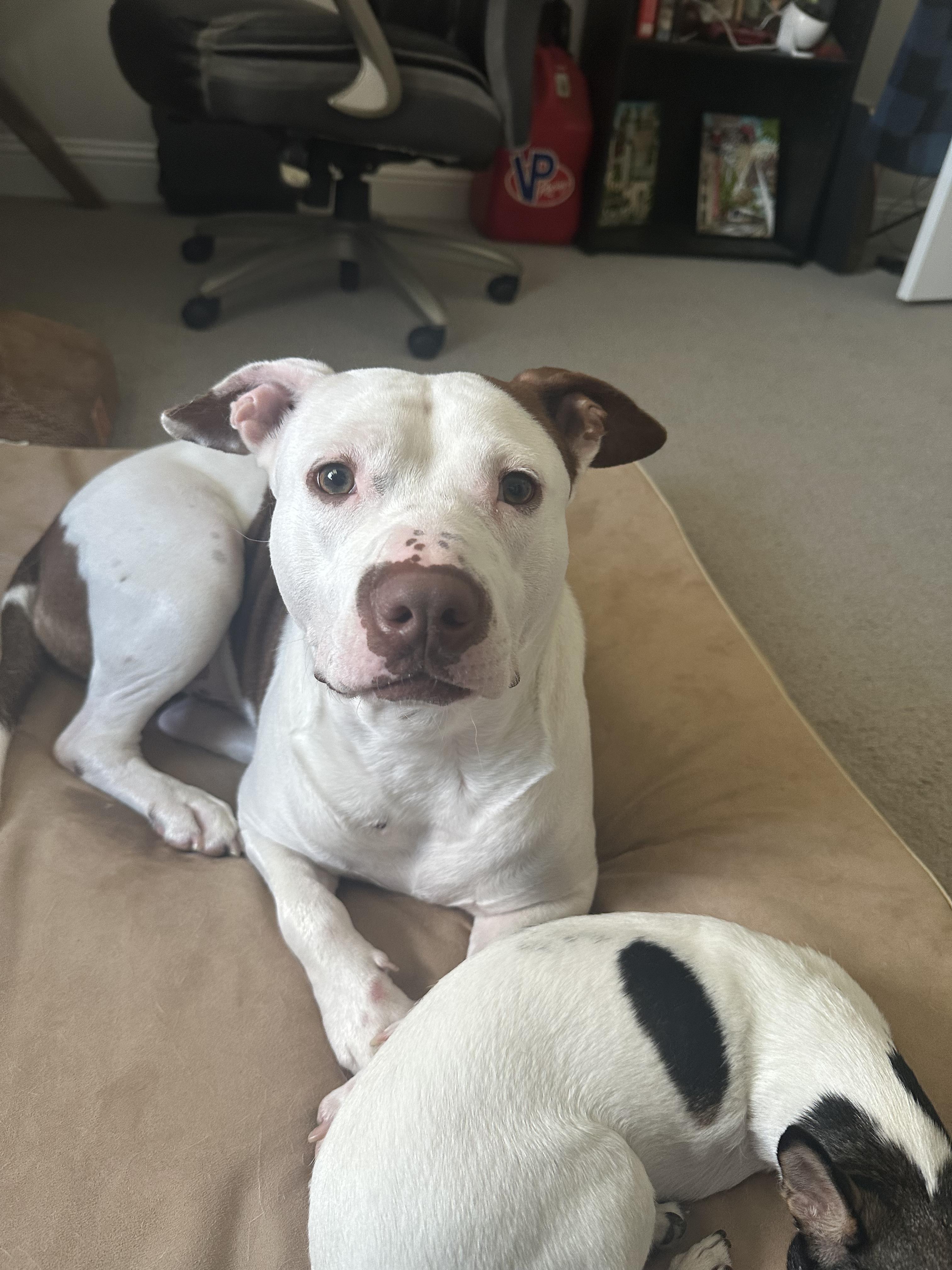 Enlarge Kyle, a Adoptable mixed breed in Carrollton, TX image 4/6