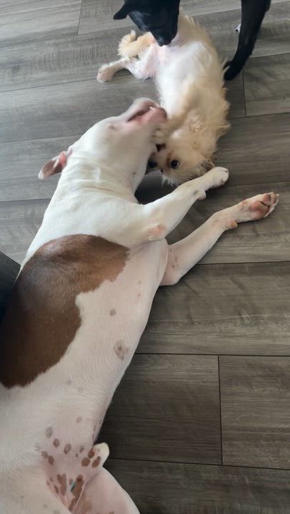 Enlarge Kyle, a Adoptable mixed breed in Carrollton, TX video 5/6