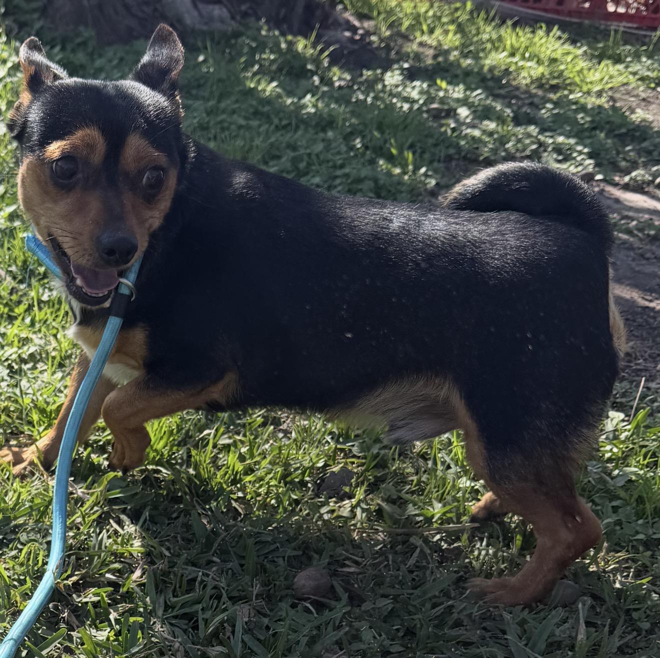 Leo, an adopted mixed breed in Johnston, RI image 1/2