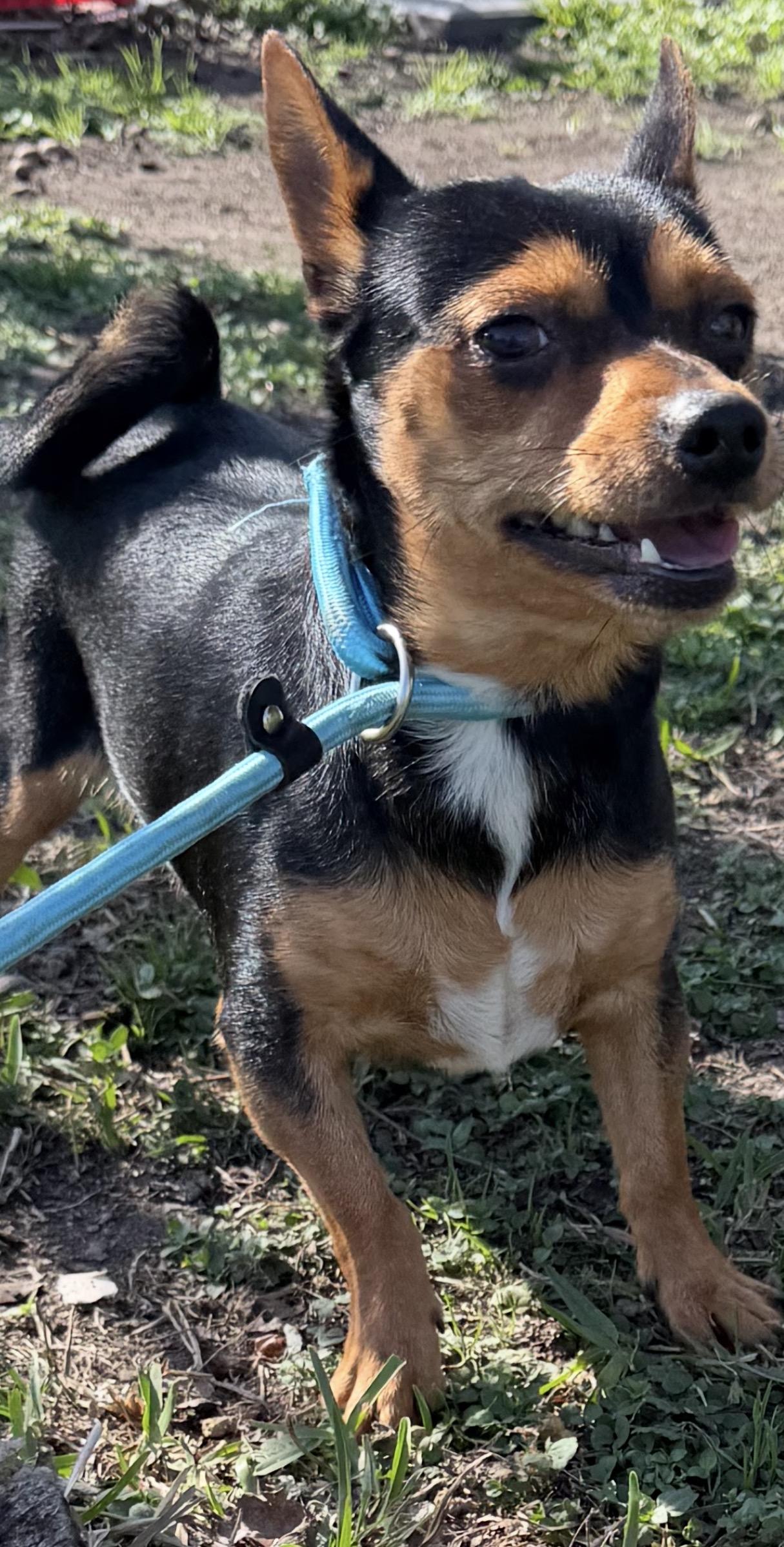 Leo, an adopted mixed breed in Johnston, RI image 2/2