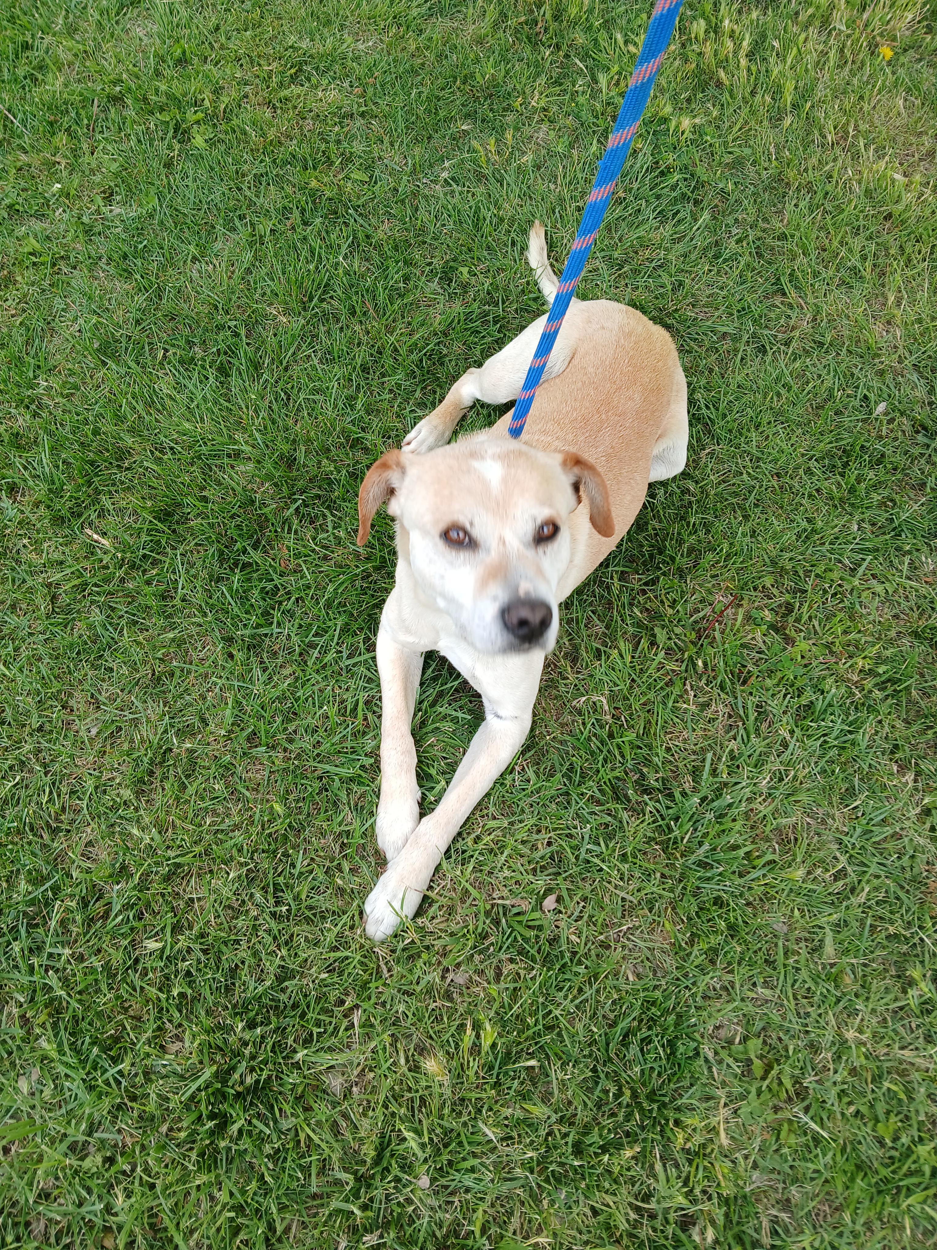 Lucky, Adopted, Adult Male Labrador Retriever.