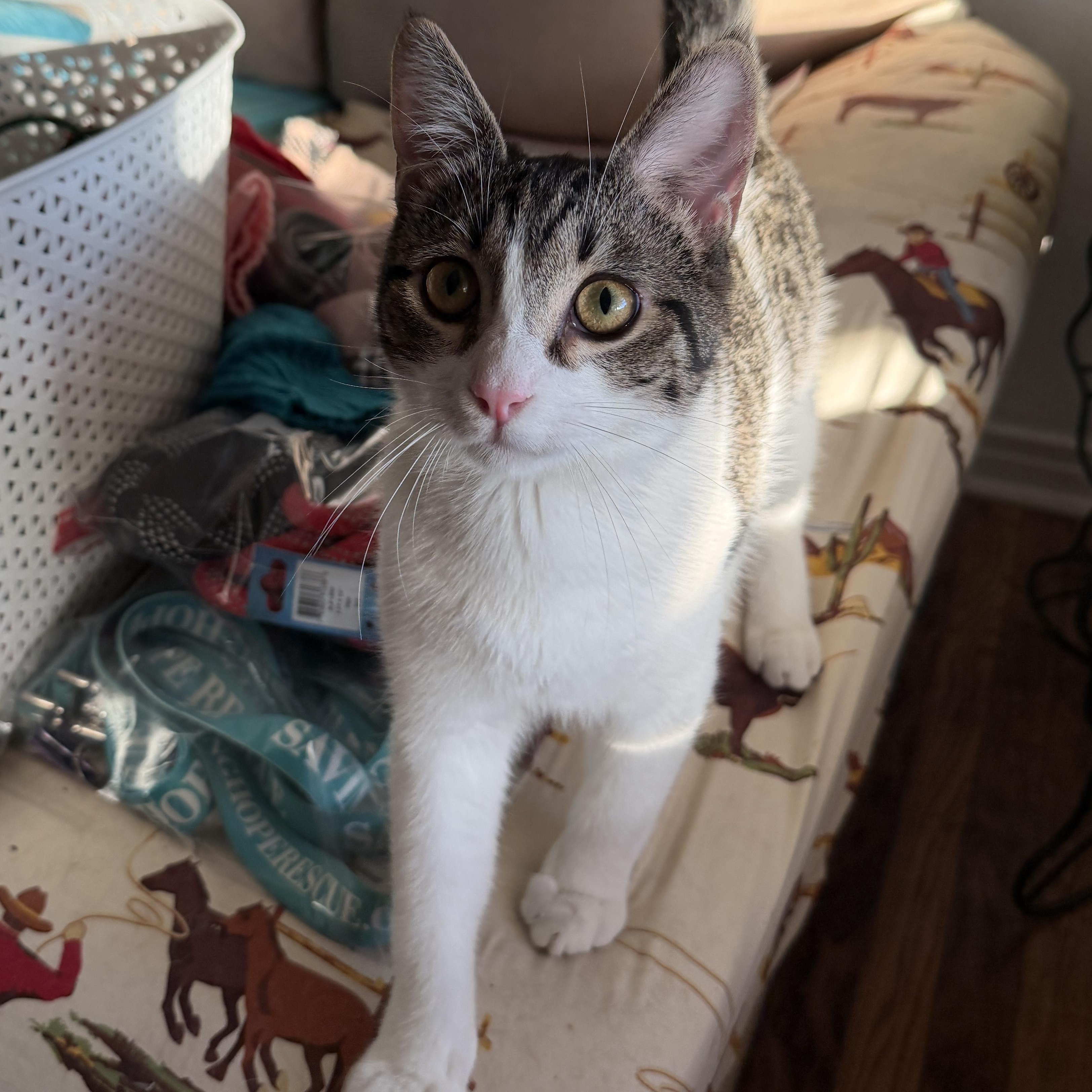 Chia, Adoptable, Young Male American Shorthair.