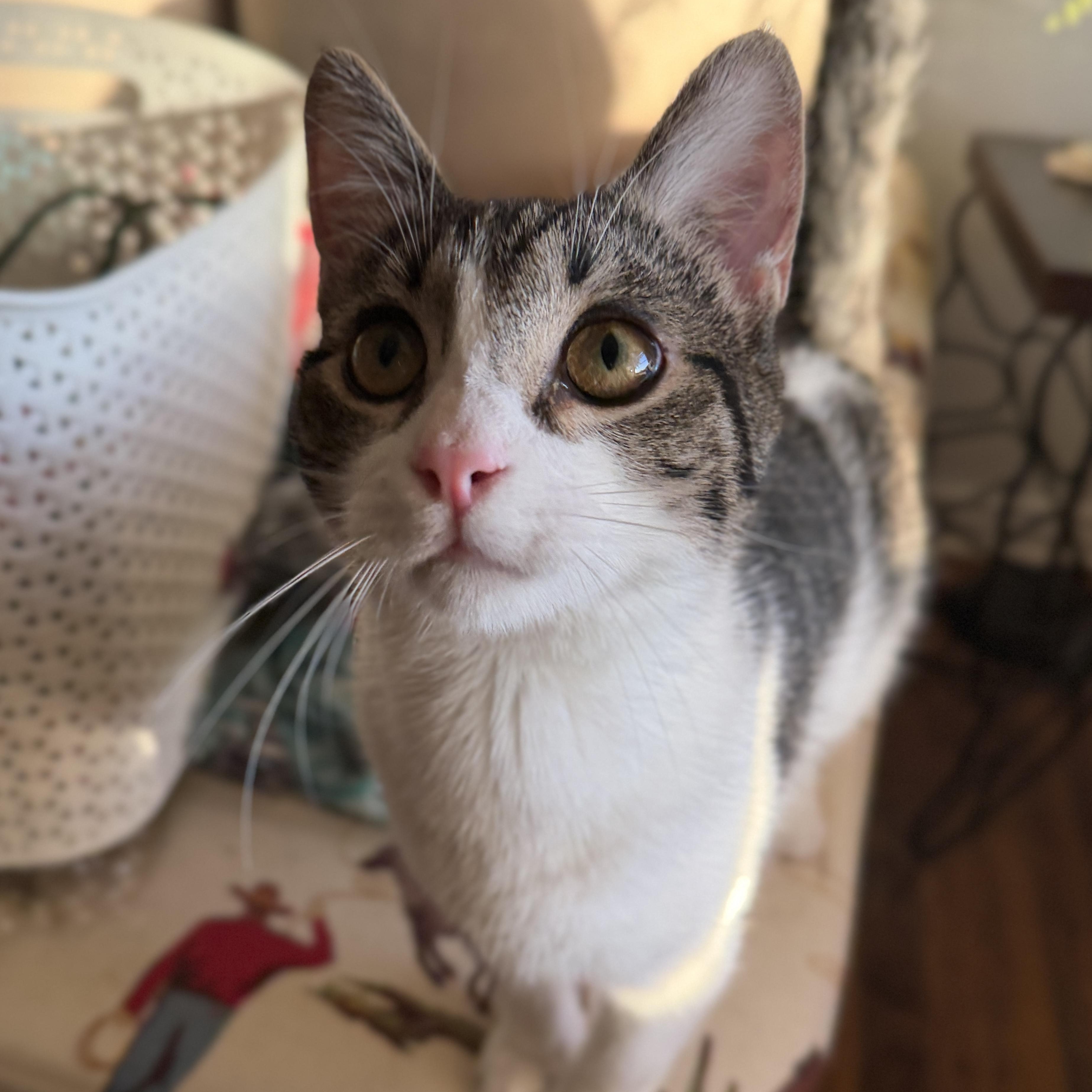 Enlarge Chia, a Adoptable American Shorthair in Fort Worth, TX image 3/4