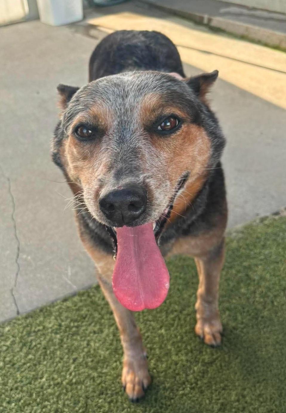Bindi, ADOPTABLE, Senior Female Australian Cattle Dog / Blue Heeler.