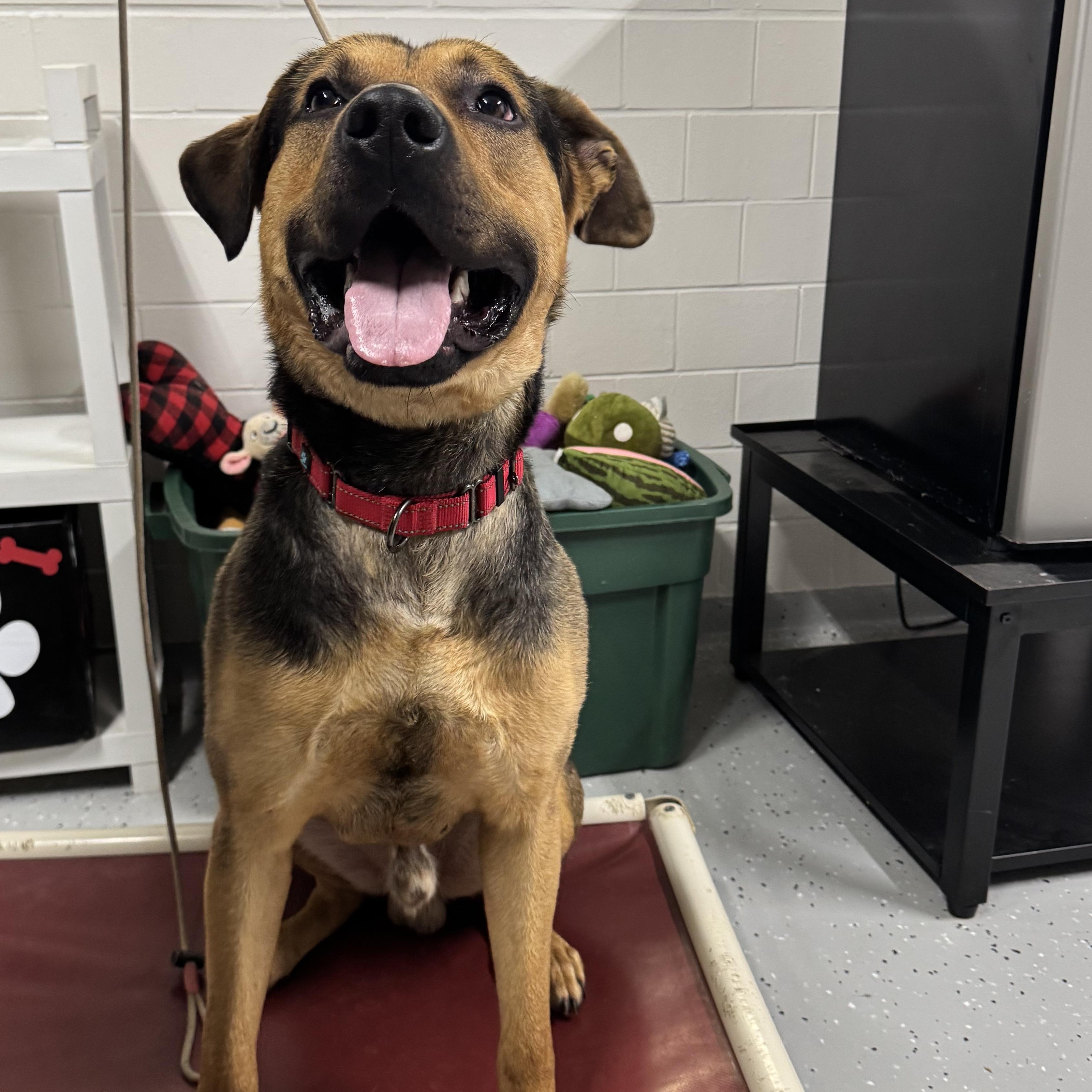 Enlarge Champ, a ADOPTABLE mixed breed in Salem, OH image 1/1