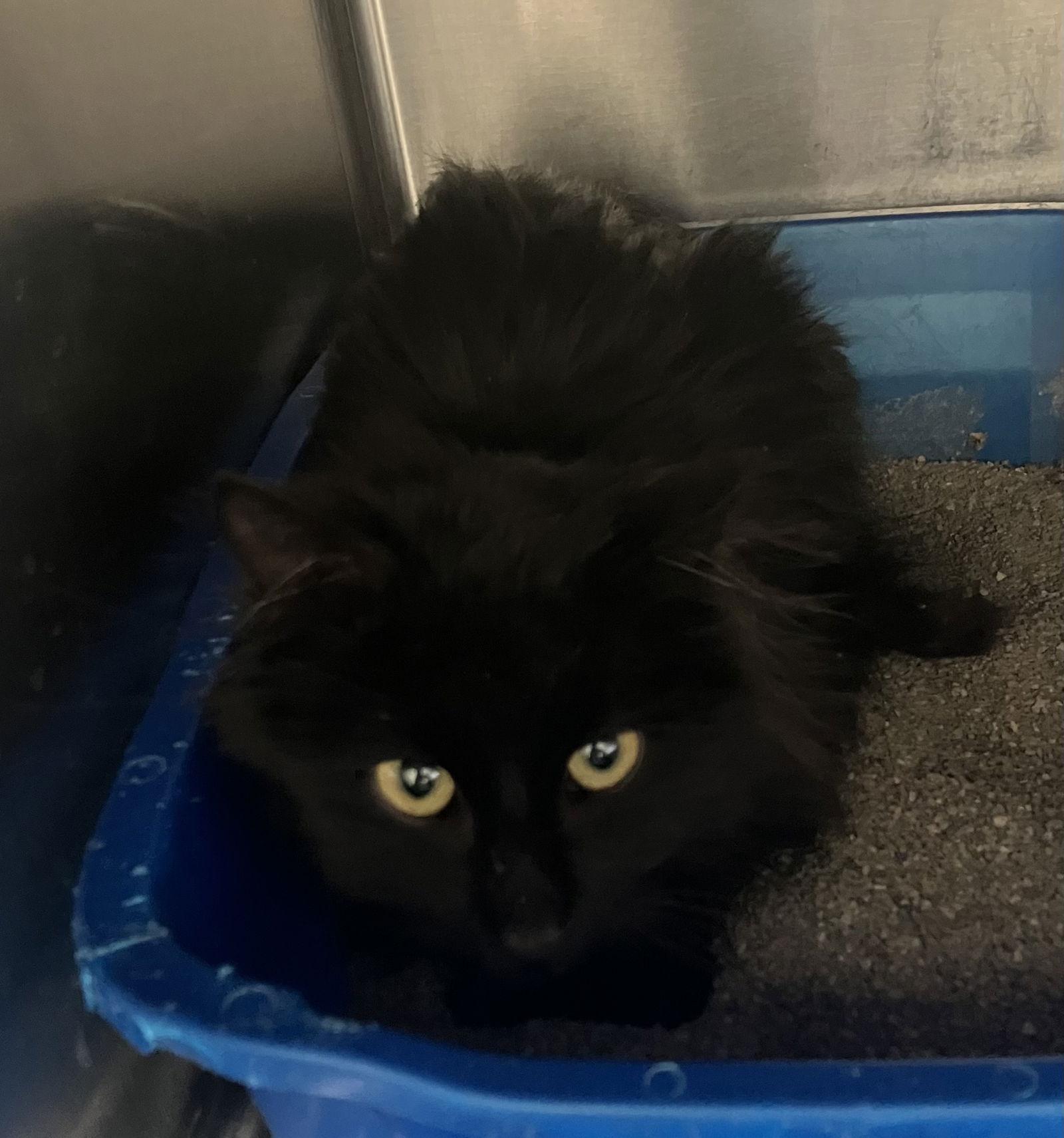 Enlarge Rudy - Long Hair Black Kitten - Foster Care, a Adoptable Domestic Long Hair in Mitchell, SD image 1/1