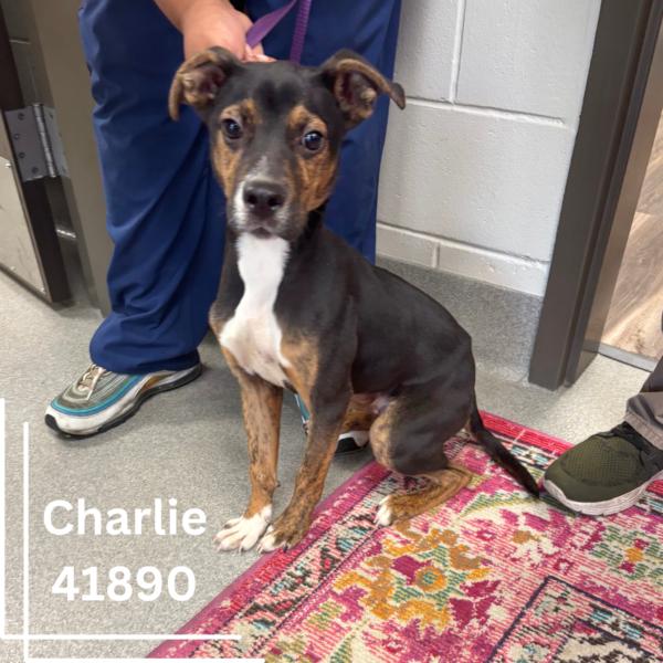 Charlie, Young Male Mixed Breed