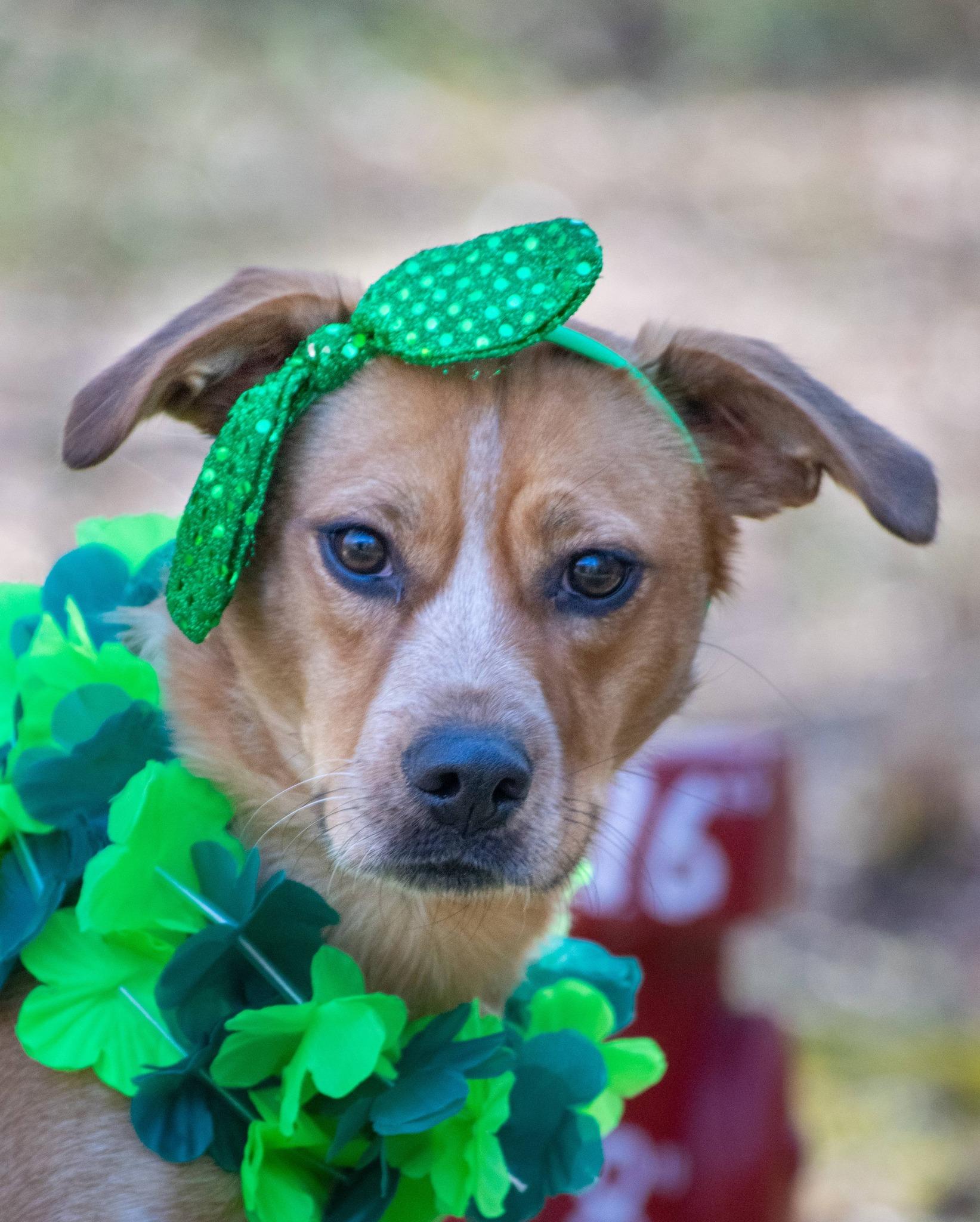 Enlarge Clover, a ADOPTABLE mixed breed in Sevierville, TN image 3/5