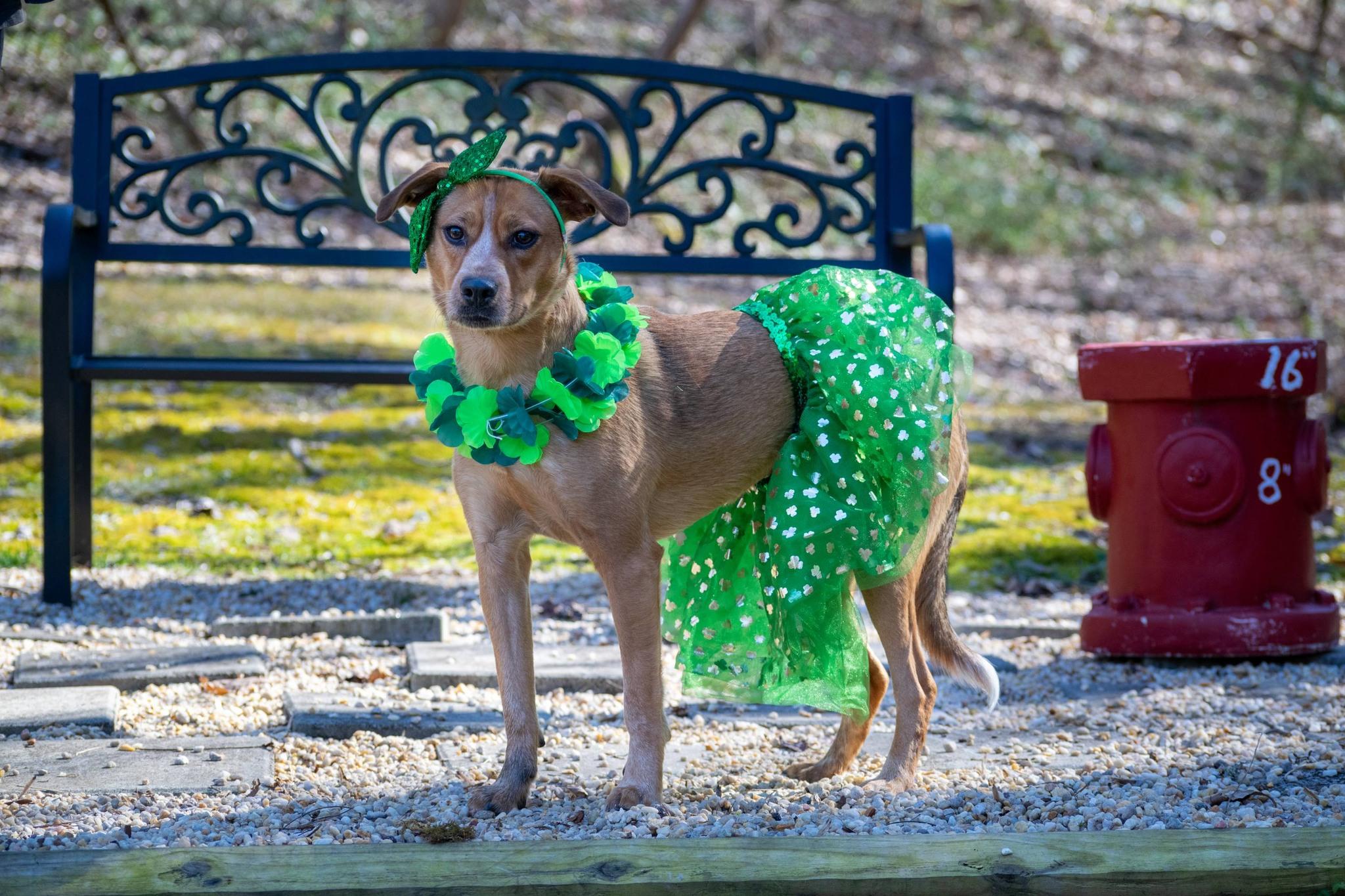 Enlarge Clover, a ADOPTABLE mixed breed in Sevierville, TN image 5/5