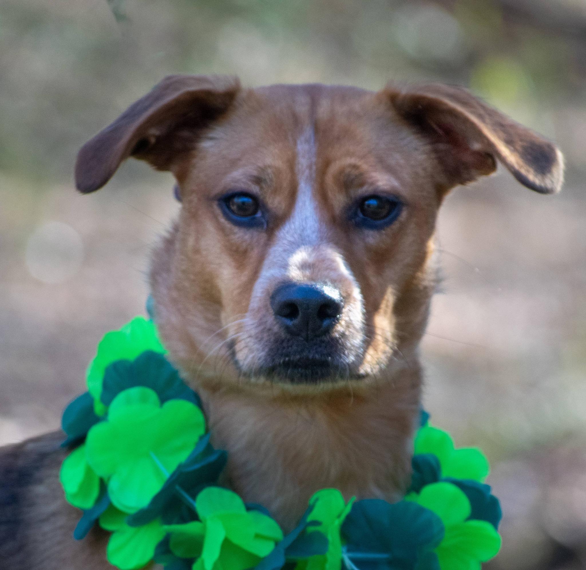 Enlarge Clover, a ADOPTABLE mixed breed in Sevierville, TN image 4/5