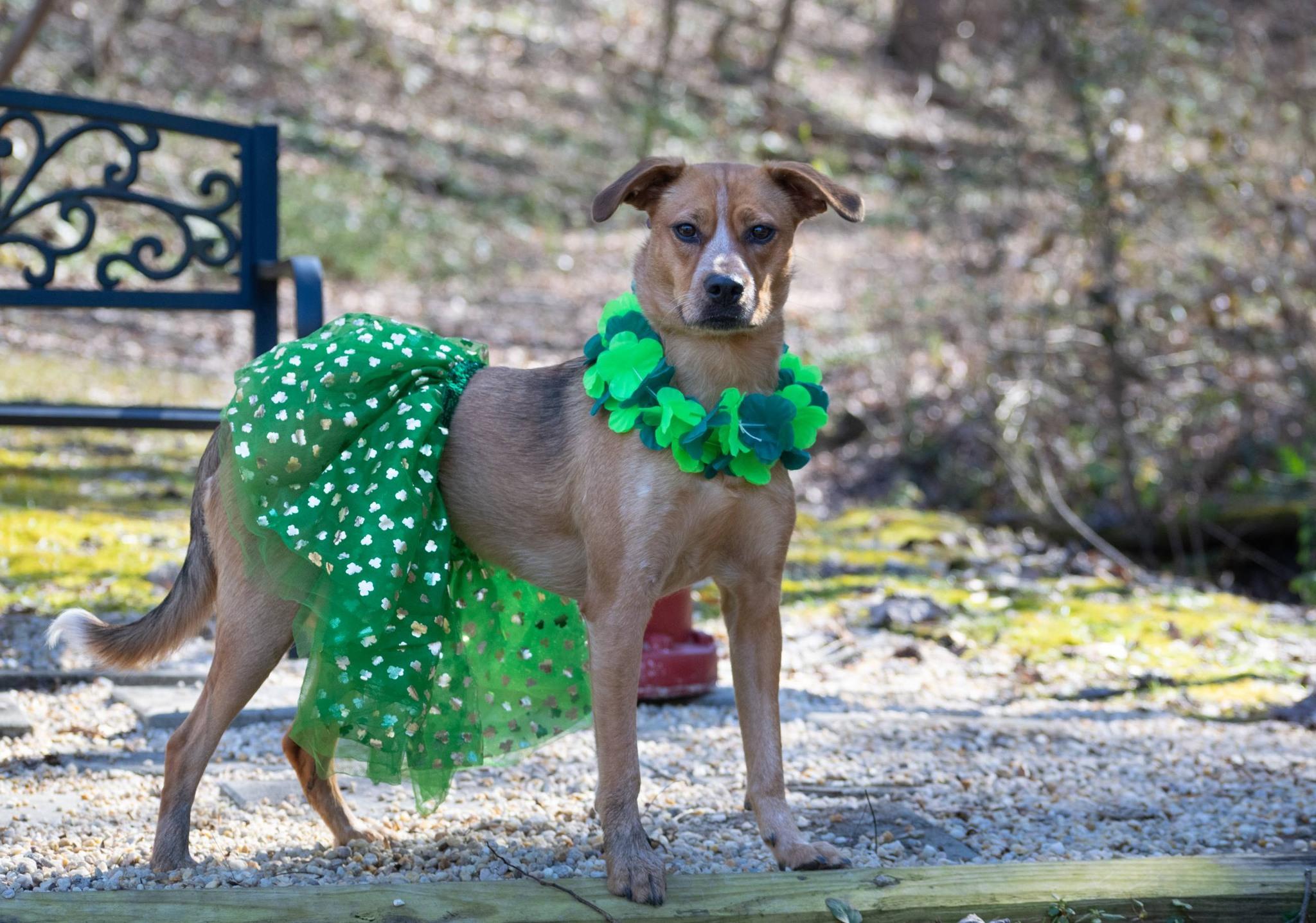 Enlarge Clover, a ADOPTABLE mixed breed in Sevierville, TN image 2/5
