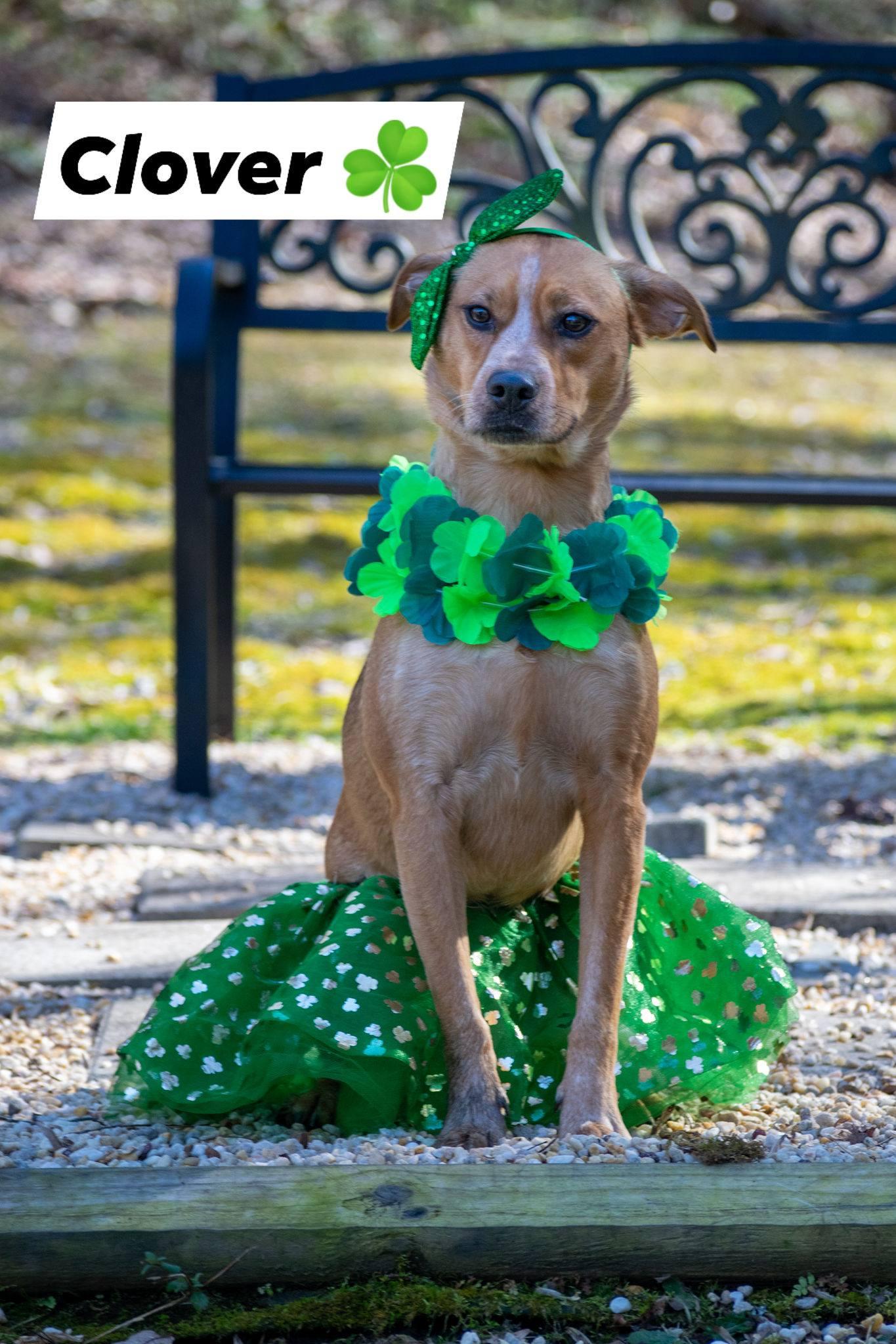 Clover, ADOPTABLE, Young Female Beagle & Hound.