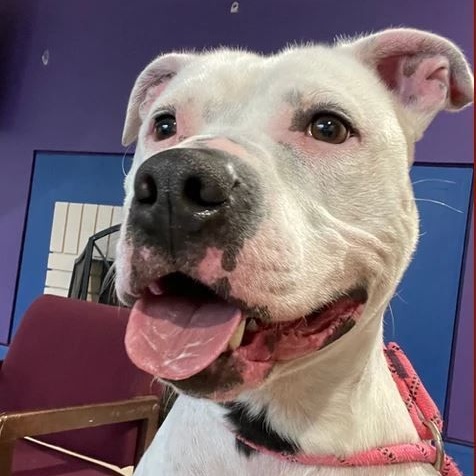 Persimmon, Adoptable, Adult Female Pit Bull Terrier.