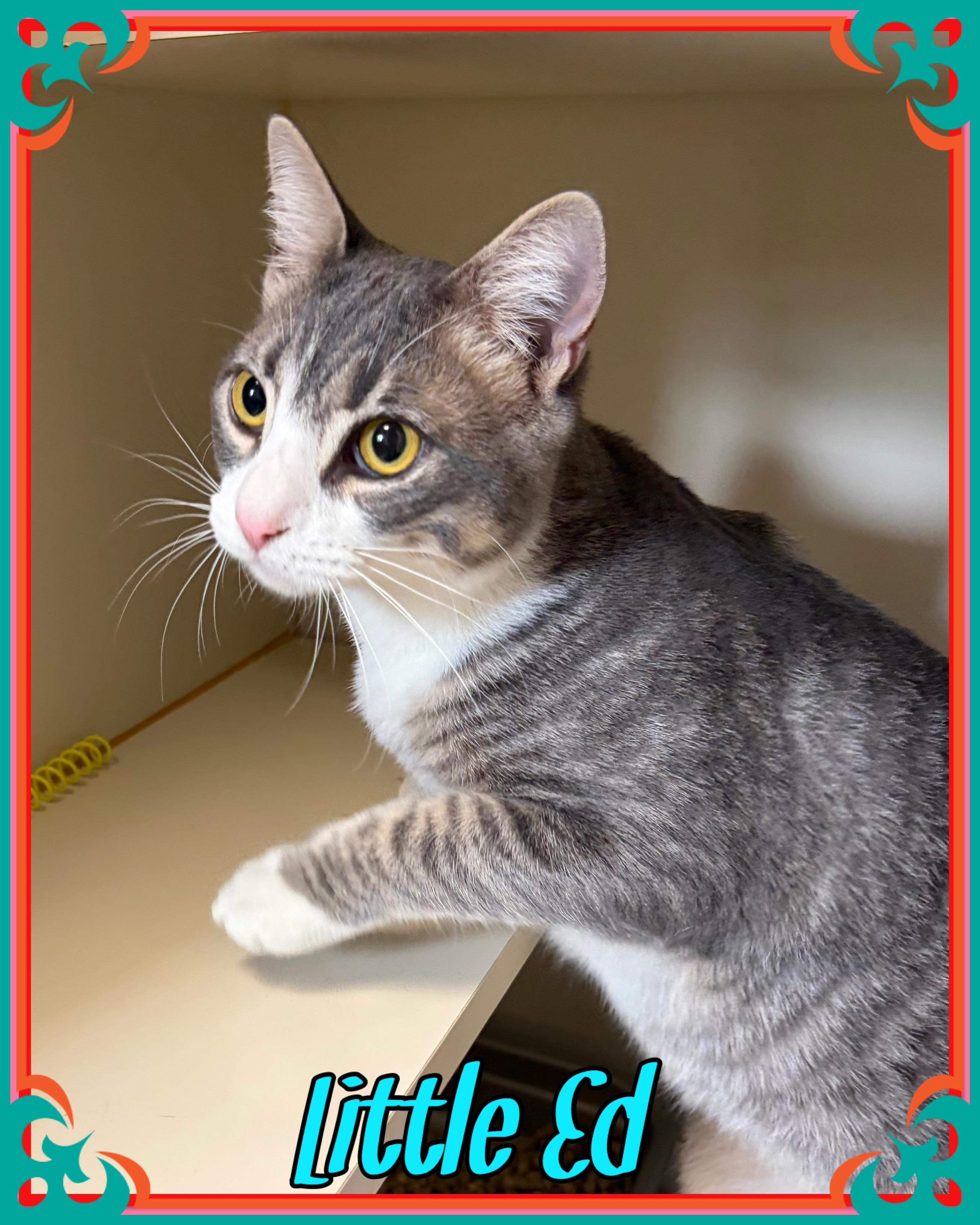 Little Ed, a ADOPTABLE Domestic Short Hair in Somerset, NJ image 1/2