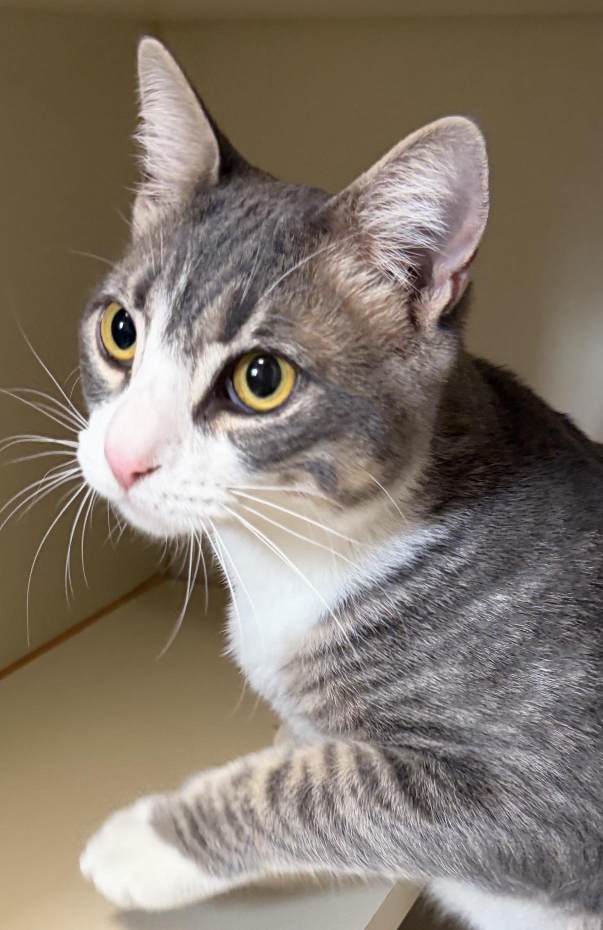 Little Ed, a ADOPTABLE Domestic Short Hair in Somerset, NJ image 2/2
