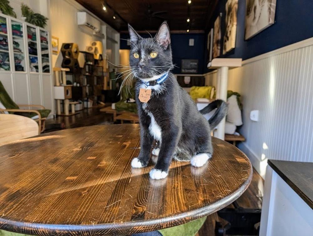 Cooper, a Adoptable Domestic Short Hair in Lewisburg, PA image 1/4