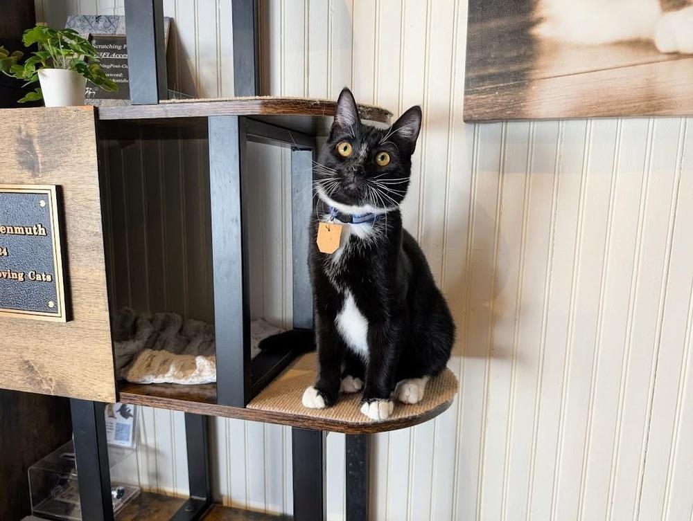 Cooper, a Adoptable Domestic Short Hair in Lewisburg, PA image 2/4