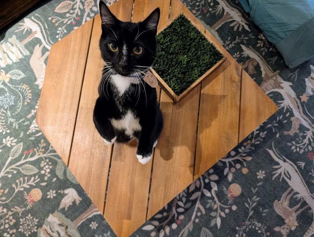 Cooper, a Adoptable Domestic Short Hair in Lewisburg, PA image 3/4