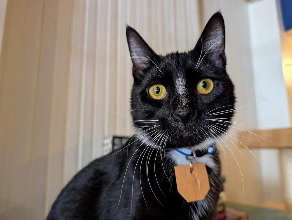 Cooper, a Adoptable Domestic Short Hair in Lewisburg, PA image 4/4