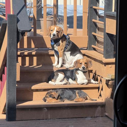 Enlarge Coral Belle, a ADOPTABLE Beagle in Wadsworth, IL image 5/5