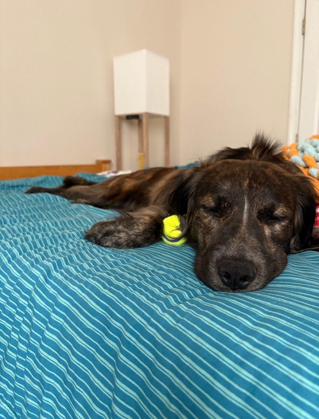 Harley, Adoptable, Young Female Mixed Breed.