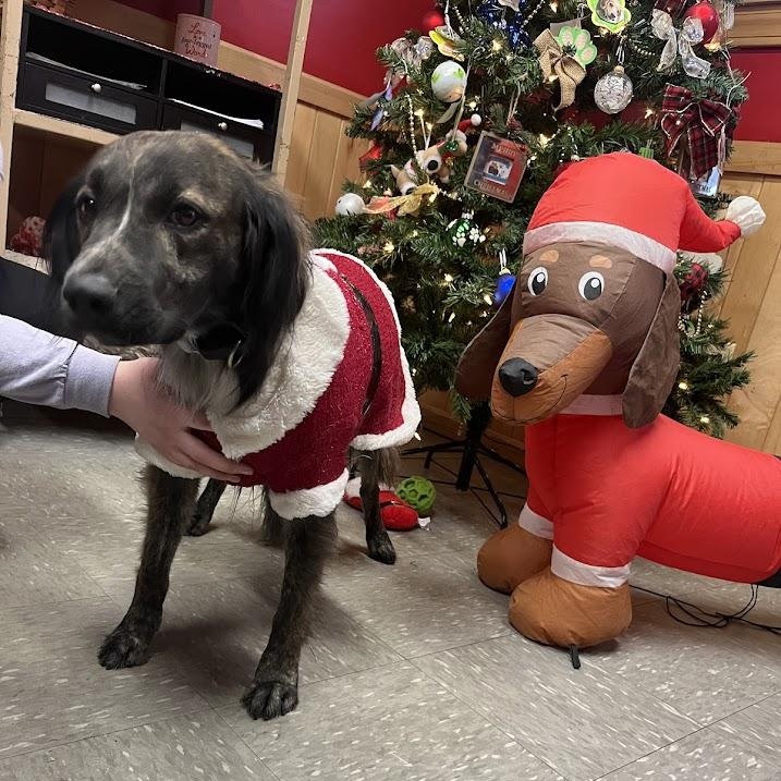 Enlarge Harley, a Adoptable Mixed Breed in Covington, VA image 2/4