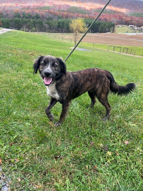 Harley, a Adoptable Mixed Breed in Covington, VA image 2/3