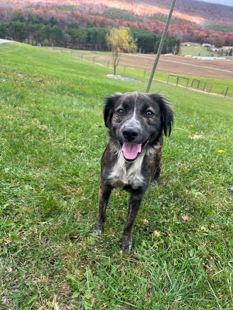 Harley, a Adoptable Mixed Breed in Covington, VA image 3/3