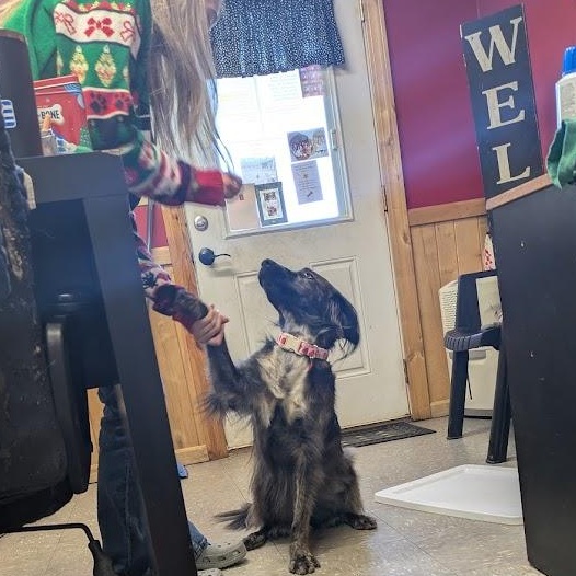 Harley, Adoptable, Adult Female Mixed Breed.