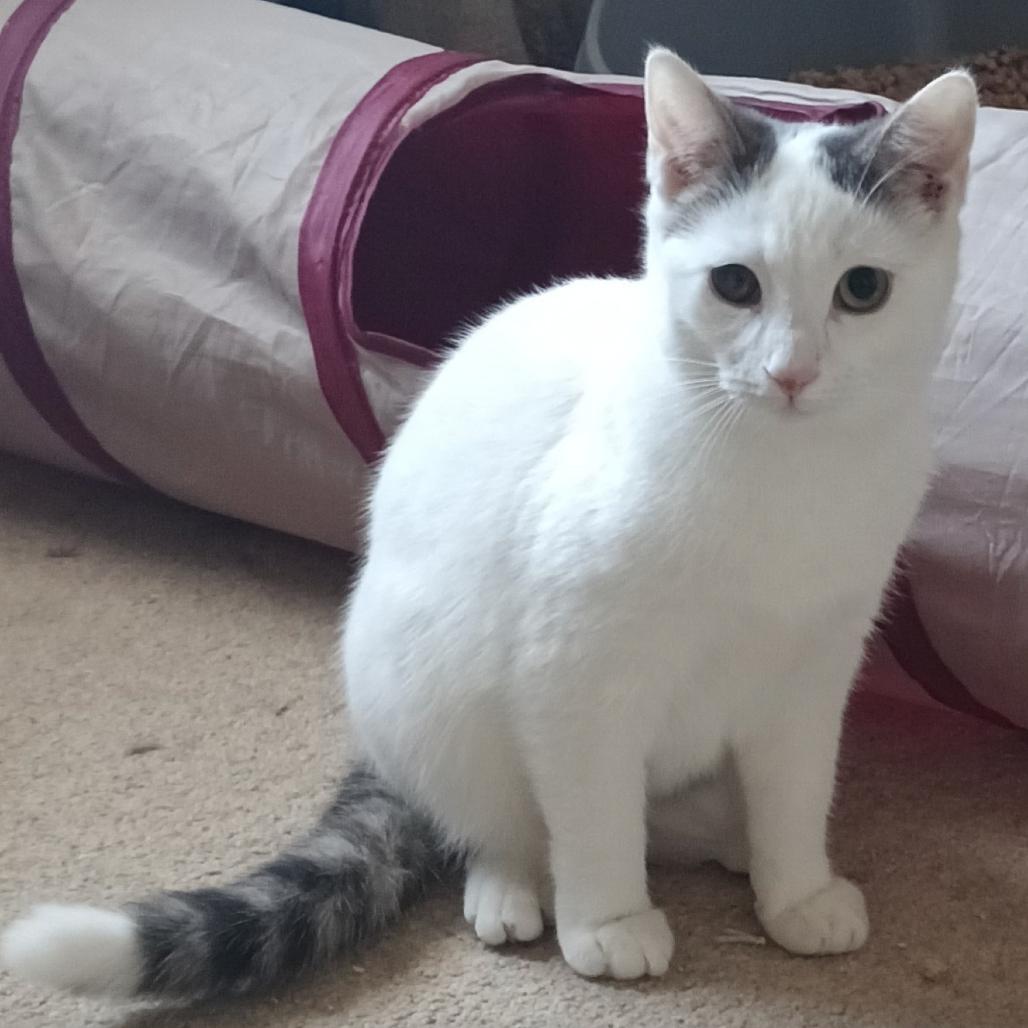 Joy Llanos (bonded w/Hope Llanos), Adoptable, Young Female Domestic Short Hair.