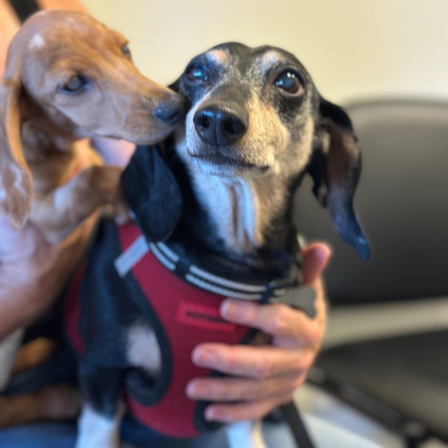 Blackie, a Adoptable Dachshund in Portland, OR image 5/5