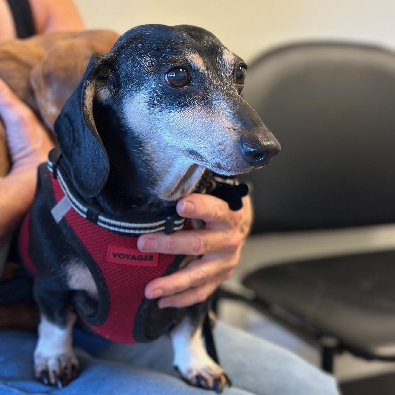 Blackie, a Adoptable Dachshund in Portland, OR image 2/5