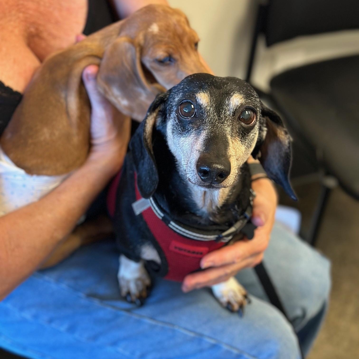Blackie, a Adoptable Dachshund in Portland, OR image 4/5